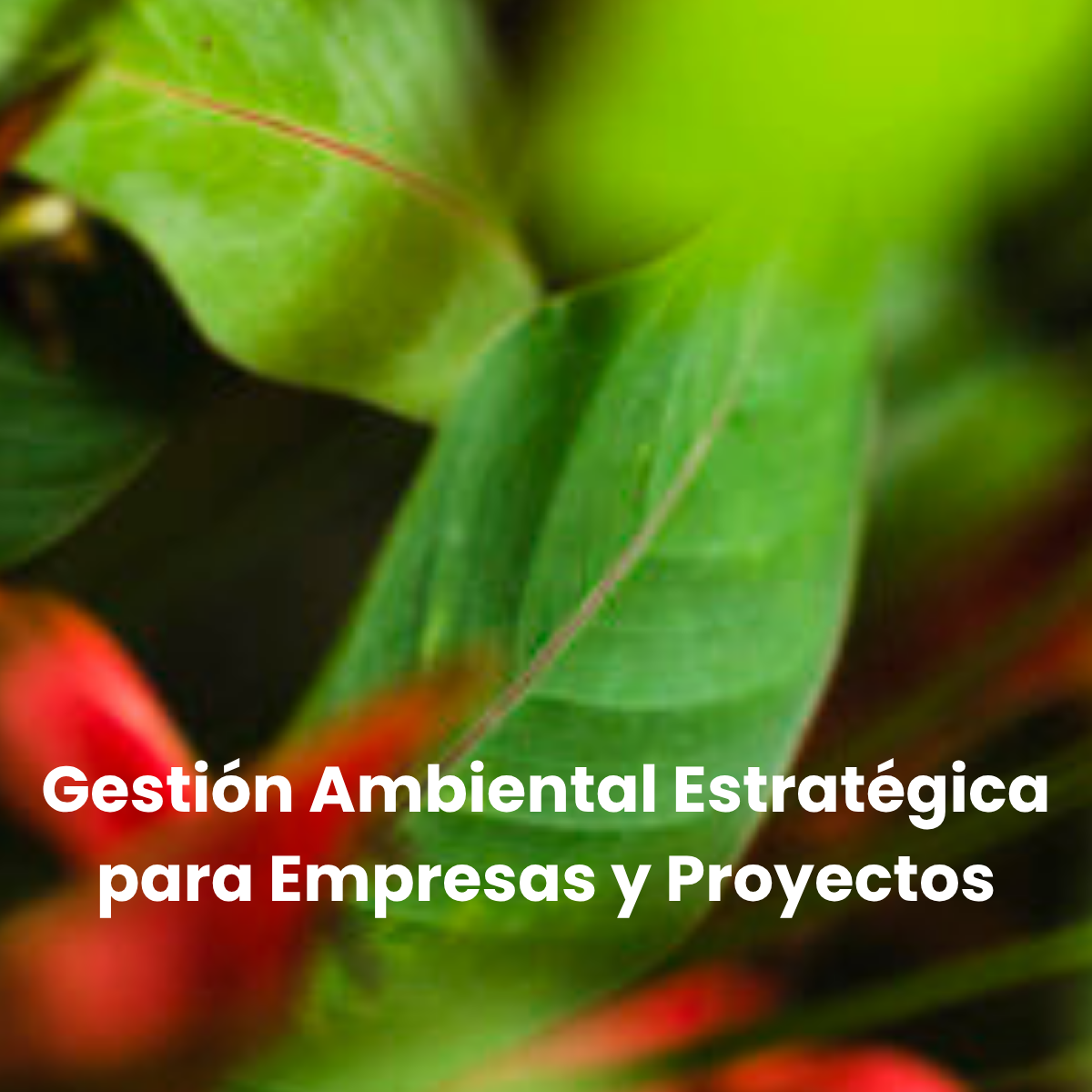 gestión ambiental estratégica para empresas y proyectos